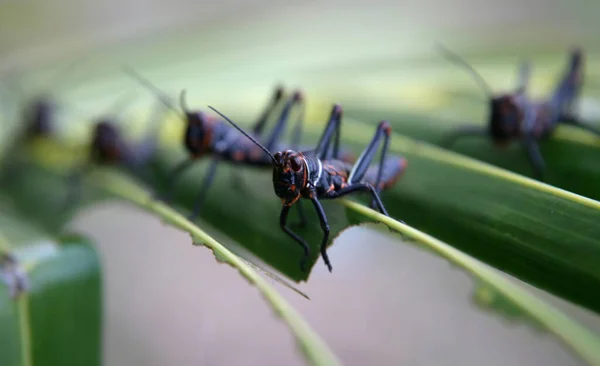 ブラジル バヒア州サラドール2022年1月17日サルバドール市のヤシのわらに見られるイナゴ虫 — ストック写真