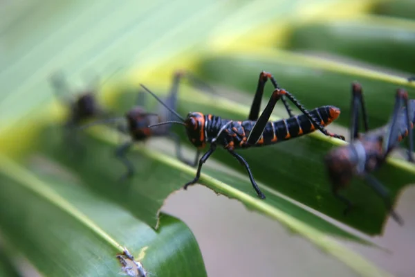 Salvador Bahia Braziliaans Januari 2022 Sprinkhaneninsect Gezien Kokosnoot Palmstro Salvador — Stockfoto