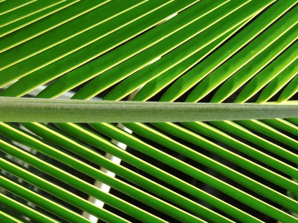 Salvador Bahia Brasil Janeiro 2022 Palha Coco Uma Plantação Cidade — Fotografia de Stock