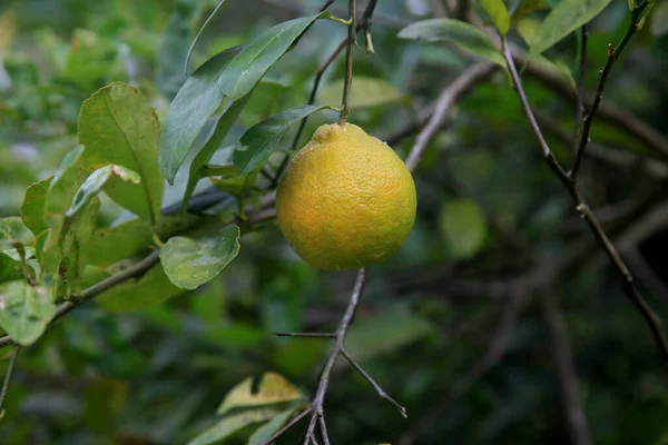 Conde Bahia Brasile Gennaio 2022 Frutta Limone Galiziana Una Fattoria — Foto Stock