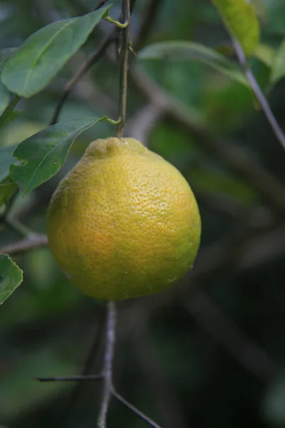 Conde Bahia Brazil January 2022 Galician Lemon Fruit Farm Conde — 스톡 사진
