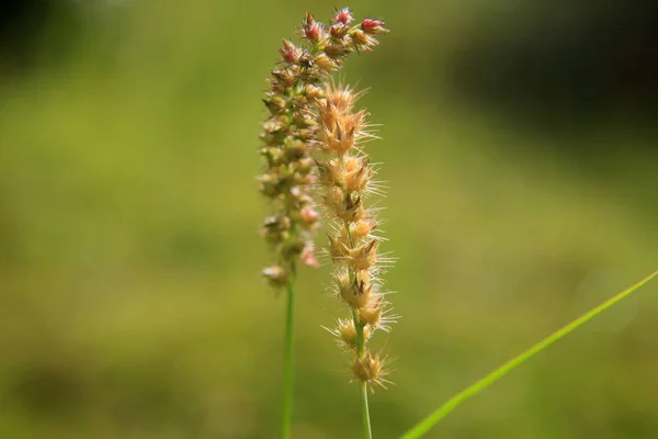 Conde Bahia Brazil January 2022 Plant Carrapinho Grass Cenchrus Echinatus — стоковое фото