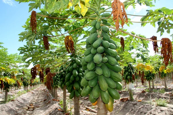 Eunapolis, Bahia, Brezilya - 13 Şubat 2008: Eunapolis kırsalındaki bir çiftlikte Papaya çiftliği.