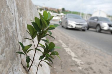 Salvador, Bahia, Brezilya - 20 Nisan 2017: Salvador şehrindeki bir üst geçidin beton levhalarının arasında büyüyen bitki.