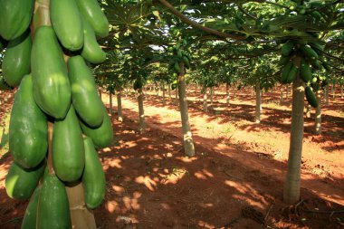 Mukoza, bahia, Brezilya - 30 Ocak 2008: Bahia 'nın güneyindeki Mucuri şehrinde papaya çiftliği.