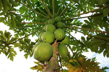 Mukoza, bahia, Brezilya - 30 Ocak 2008: Bahia 'nın güneyindeki Mucuri şehrinde papaya çiftliği.