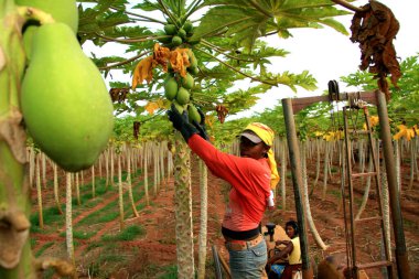 Mukoza, bahia, Brezilya - 30 Ocak 2008: Bahia 'nın güneyindeki Mucuri şehrinde papaya çiftliği.