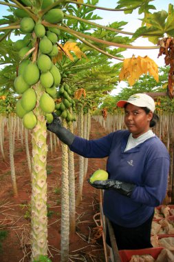 Mukoza, bahia, Brezilya - 30 Ocak 2008: Bahia 'nın güneyindeki Mucuri şehrinde papaya çiftliği.