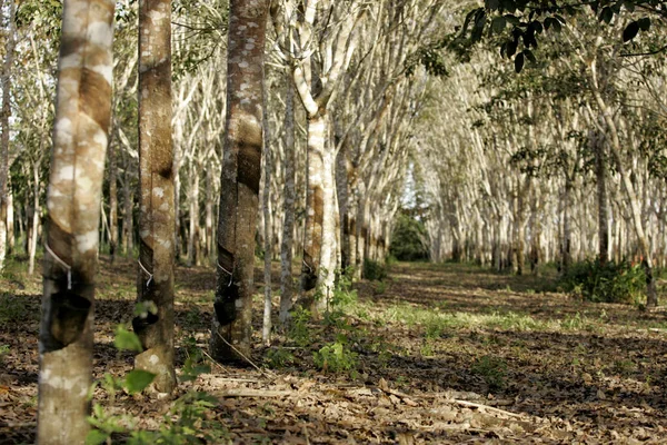 Itabela Bahia Brazil July 2009 Planting Rubber Trees Latex Extraction — Stock Photo, Image