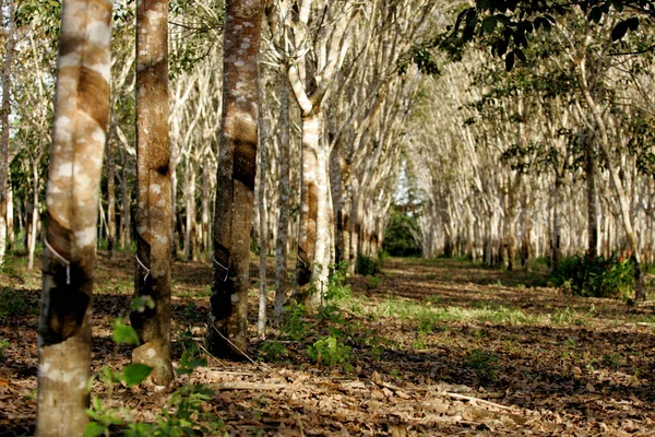 Itabela Bahia Brazil July 2009 Extraction Latex Rubber Tree Plantation — Stock Photo, Image
