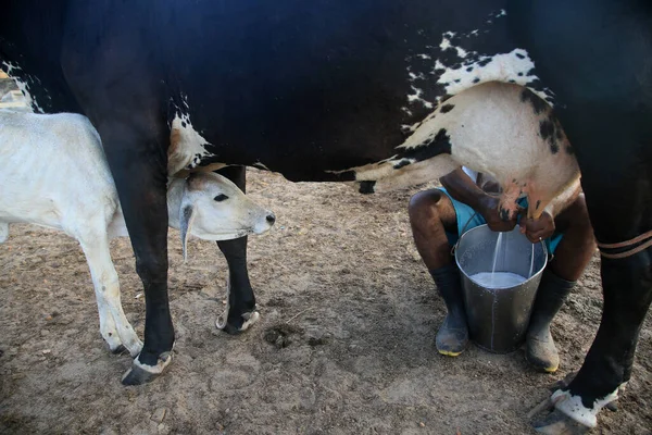 Conde Bahia Brazil Ιανουαρίου 2022 Cowboy Κάνει Χειρωνακτικό Άρμεγμα Μια — Φωτογραφία Αρχείου