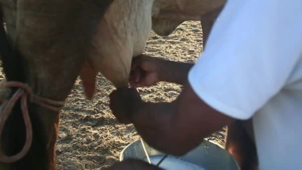 Conde Bahia Braziliaans Januari 2022 Cowboy Doet Handmatig Melken Een — Stockvideo