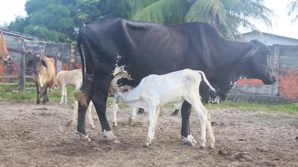 巴伊亚 2022年1月9日 科德市的一个农场 牛仔在奶牛上手工挤奶 — 图库视频影像