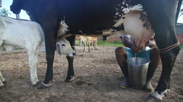 Conde Bahia Brazil January 2022 Cowboy Doing Manual Milking Dairy — Stock Video