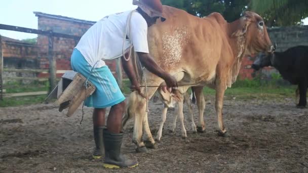 ブラジル バイーア州コンデ2022年1月9日 コンデ市での手動搾乳の準備として酪農牛の水牛の足を結ぶ — ストック動画