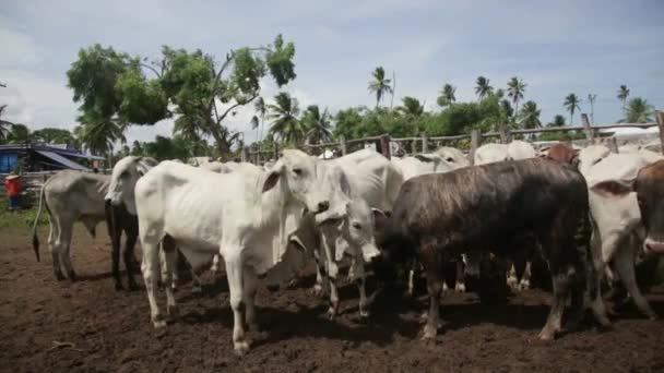 Conde Bahia Brasil Enero 2022 Ganado Corral Una Granja Ciudad — Vídeo de stock