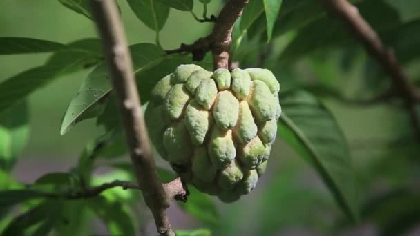 Conde Bahia Brasilien Januar 2022 Pinha Fruit Annona Squamosa Volksmund — Stockvideo