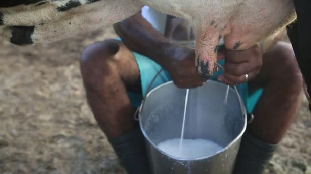 ブラジル バイーア州コンデ2022年1月9日 カウボーイがコンデ市内の農場で酪農場で手動搾乳を行う — ストック動画