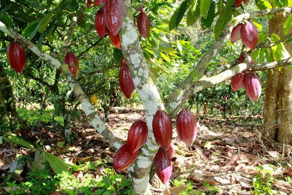 Lheus Bahia Brezilya Temmuz 2012 Bahia Çikolata Üretimi Için Kullanılan — Stok fotoğraf
