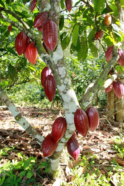 2012年7月3日ブラジル バイーア州イルホス2012年7月3日 バイーアのチョコレート製造に使用される魔女の耐性クローンココア農園 — ストック写真