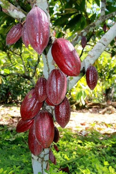 Ilheus Bahia Brazil July 2012 Witchs Broom Resistant Replicated Cocoa — 스톡 사진