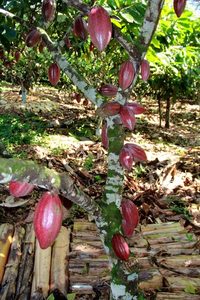 Ilheus Bahia Brazil July 2012 Witchs Broom Resistant Replicated Cocoa — 스톡 사진