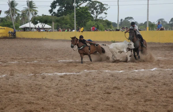 Conde Bahia Brasil Janeiro 2022 Cowboys Participam Campeonato Vaquejada Cidade — Fotografia de Stock