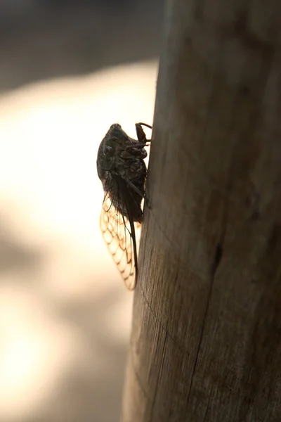 살바도르 나무에 구조선 바히아 브라질 2022 Cicada Insect Cicadidae — 스톡 사진