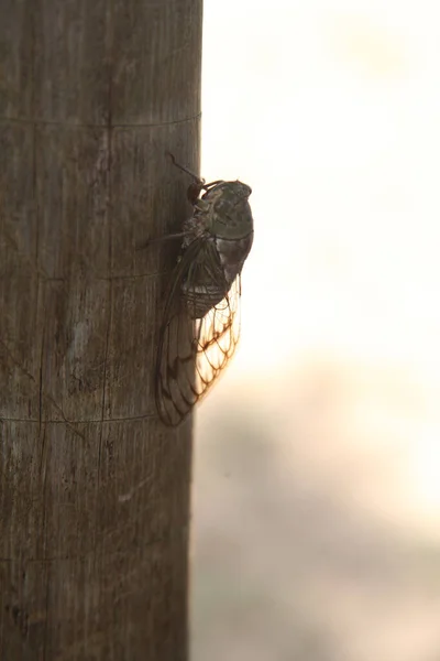 Salvador Bahia Brazil 2022 Február Cicada Rovar Cicadidae Salvador Városában — Stock Fotó