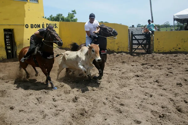 Conde Bahia Brazil Ιανουαρίου 2022 Cowboys Συμμετέχουν Ένα Πρωτάθλημα Vaquejada — Φωτογραφία Αρχείου