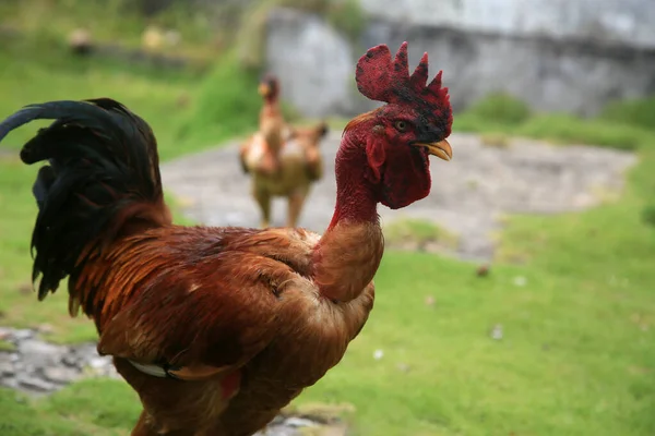 Conde Bahia Brazil January 2022 Redneck Chicken Viata Farm City — стокове фото