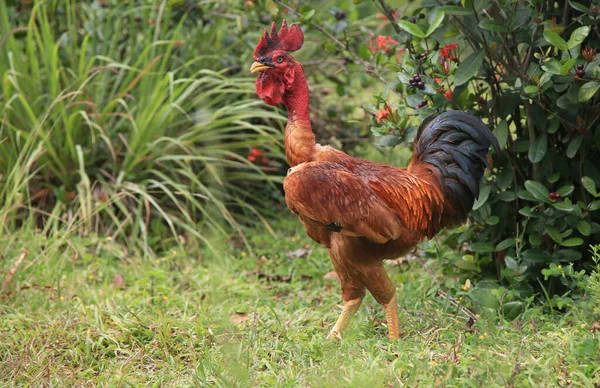 Conde Bahia Brazil January 2022 Redneck Chicken Viata Farm City — Fotografia de Stock
