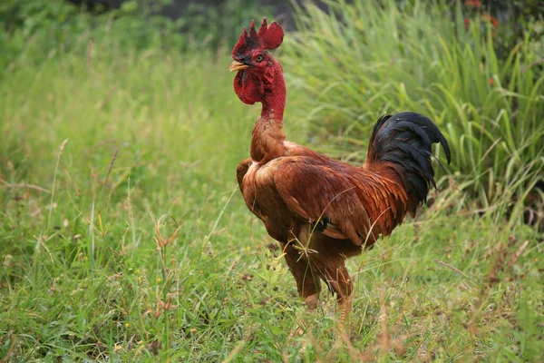 Conde Bahia Brésil Janvier 2022 Poulet Rouge Est Viata Dans — Photo