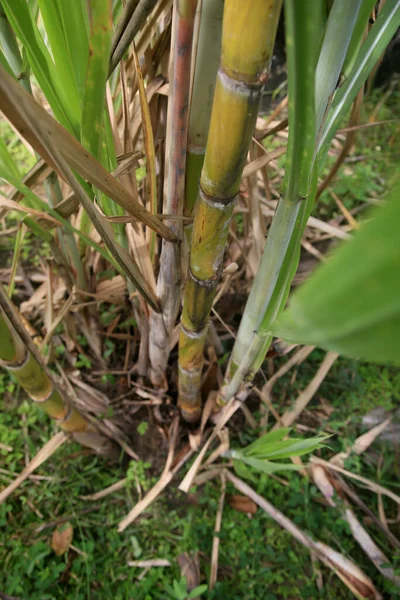 Conde Bahia Brazil January 2022 Sugarcane Plantation Sugar Ethanol Production — Foto de Stock