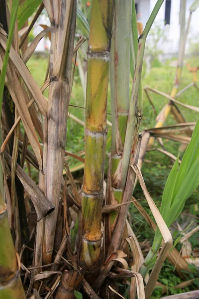 Conde Bahia Brazil January 2022 Sugarcane Plantation Sugar Ethanol Production — Foto Stock