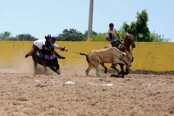 Conde Bahia Brasil Janeiro 2022 Cowboys Participam Campeonato Vaquejada Cidade — Fotografia de Stock