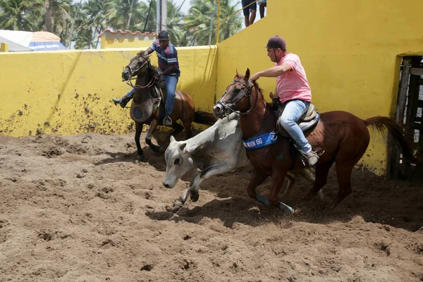 Conde Bahia Brasil Janeiro 2022 Cowboys Participam Campeonato Vaquejada Cidade — Fotografia de Stock