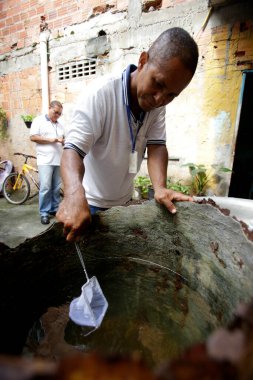 Salvador, Bahia, Brezilya - 5 Temmuz 2019: Hastalıklı bir hastalık ajanı, dang sivrisineğine neden olan aedes aegypti sivrisineklerinin üreme alanlarını araştırır..