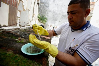 Salvador, Bahia, Brezilya - 5 Temmuz 2019: Hastalıklı bir hastalık ajanı, dang sivrisineğine neden olan aedes aegypti sivrisineklerinin üreme alanlarını araştırır..