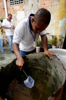 Salvador, Bahia, Brezilya - 5 Temmuz 2019: Hastalıklı bir hastalık ajanı, dang sivrisineğine neden olan aedes aegypti sivrisineklerinin üreme alanlarını araştırır..