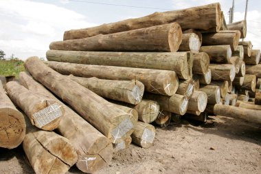 Eunapolis, Bahia, Brezilya - 26 Kasım 2010: Bahia 'nın güneyindeki Eunapolis kentindeki bir kereste deposunda okaliptüs ağacının bir otoklavada işlendiği görüldü..