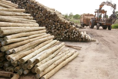 Eunapolis, Bahia, Brezilya - 26 Kasım 2010: Bahia 'nın güneyindeki Eunapolis kentindeki bir kereste deposunda okaliptüs ağacının bir otoklavada işlendiği görüldü..