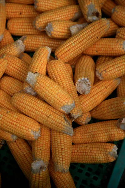 Salvador Bahia Brazil April 2022 Corn Cobs Sale Sao Joaquim — Foto Stock