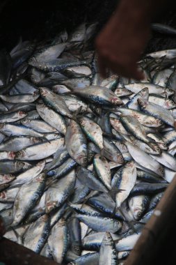 Salvador, Bahia, Brezilya - 30 Nisan 2022: Salvador 'daki Sao Joaquim fuarında satılık sardalya balığı.