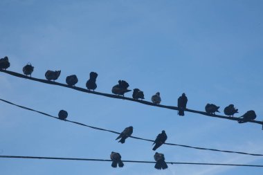 salvador, bahia, brazil - may 1, 2022: Pigeons birds are seen perched on a wire of the electrical network next to the Barra lighthouse in the city of Salvador.