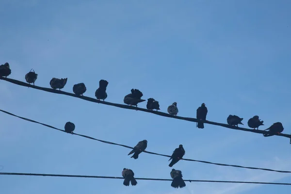 Salvador Bahia Brazil May 2022 Pigeons Birds Seen Perched Wire — Stockfoto