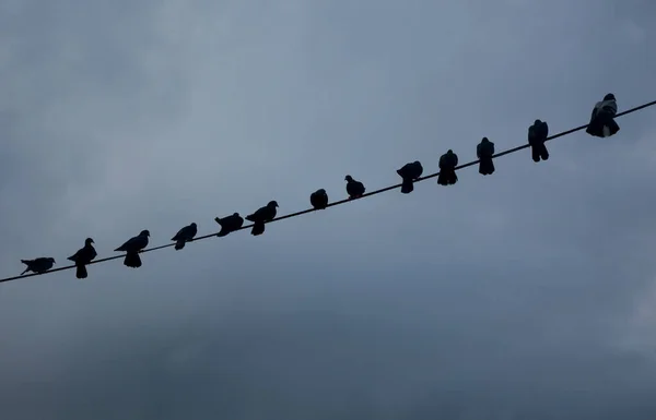 Salvador Bahia Brazil Maja 2022 Ptaki Gołębie Widoczne Drucie Sieci — Zdjęcie stockowe