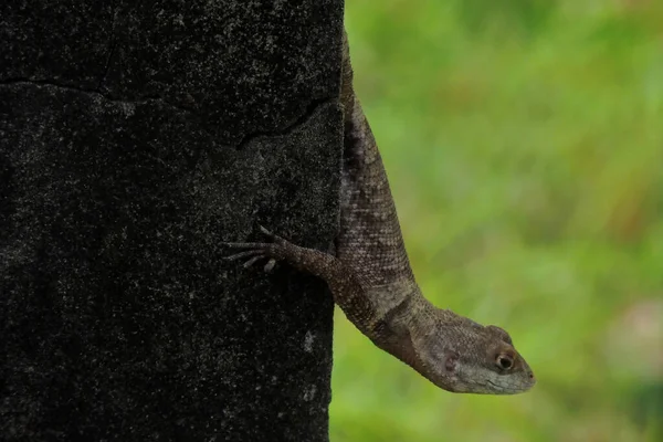 Salvador Bahia Brazil May 2022 Gecko Animal Seen Wall City — Stockfoto