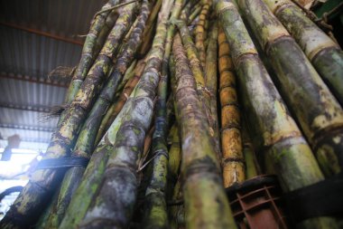 Salvador, Bahia, Brezilya - 30 Nisan 2022: Salavdor kentindeki Sao Joaquim fuarında satılık şeker kamışı.