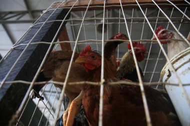 salvador, bahia, brazil - april 30, 2022: free-range chicken for sale at the Sao Joaquim fair in the city of Salvador.